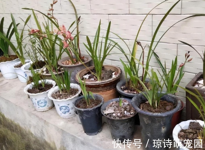 别花钱买生根水给植物泡了,拿这些代替,既有趣又实用