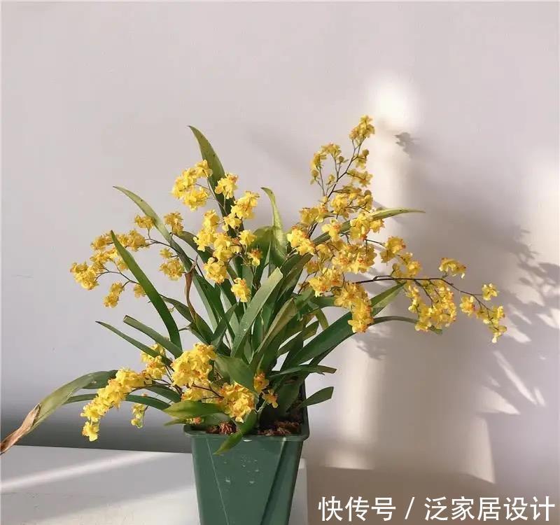 文心兰有点“怪”,多晒太阳容易“坏”,花朵鲜艳,君子兰不如它