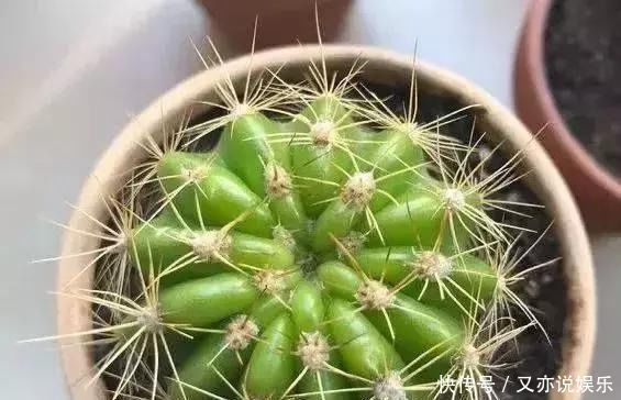 家里这几种花,哪怕干得“打蔫”,也不要往叶子喷水,否则只剩下花盆