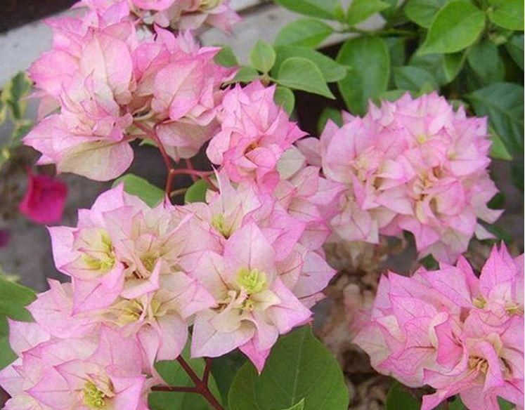 康乃馨|夏天最适合养4种花，耐热、耐晒、开花特别旺，漂亮心情好