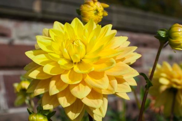 此花是世界名花之一,给人一种雍容华贵的感觉,寓意着大富大贵