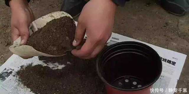 不用|一招教你把旧土变新土,再也不用花钱买营养土种花了