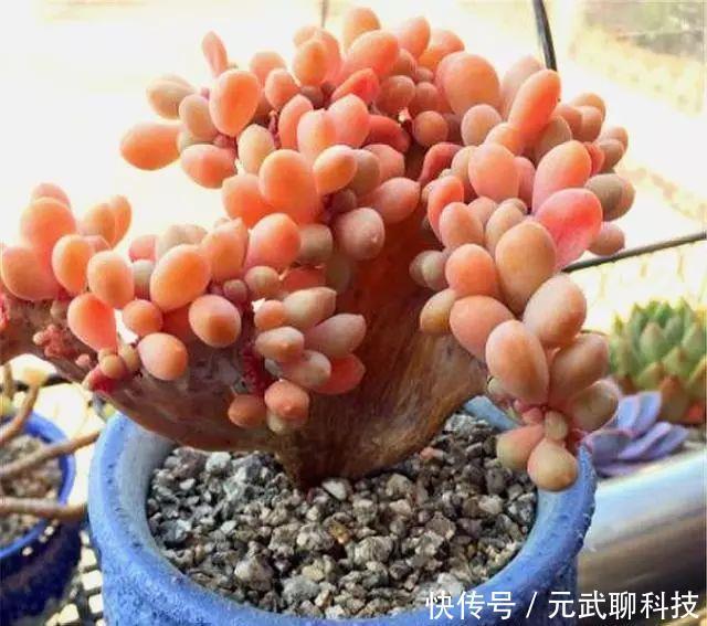 养护|多肉中的“美人系列”,这10种是代表,养护简单颜值高,适合新手