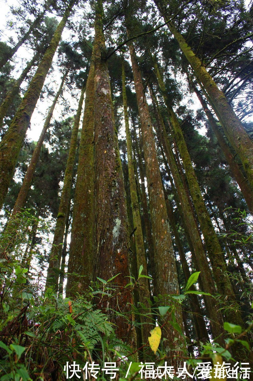 有生之物|亚洲树王2300岁高龄，就在阿里山，需十几人才能合抱