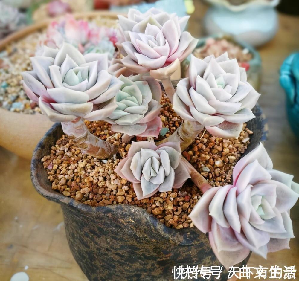 多肉|被拉下神坛的可爱多肉，曾经贵到退步，现在价格便宜少有人养