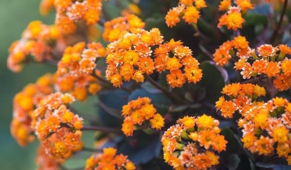 复合肥|长寿花能否开爆，关键在4点，长寿花爆花的精髓包含在里面