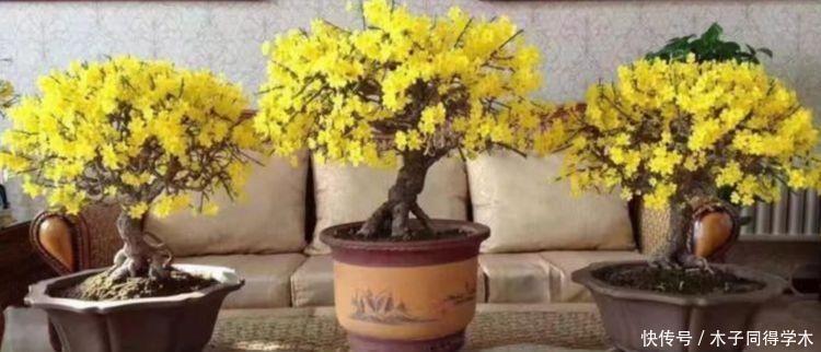 养护|适合居家养护的几款花卉，不闻不问，也能开花五彩缤纷