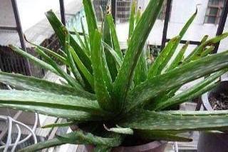 芦荟爆盆法,点中4个“养护穴”,叶片杠杠厚,爆满“肥崽子”