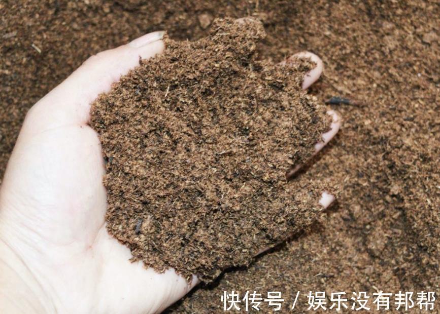松针土|养花学会自己配土，省钱而且更肥沃，不论种什么花都能养得好