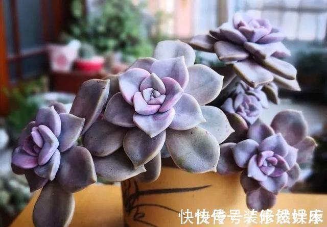 景天科|这“三多肉”不怕热,三伏天正常“补水施肥”,咕噜冒崽挤满盆