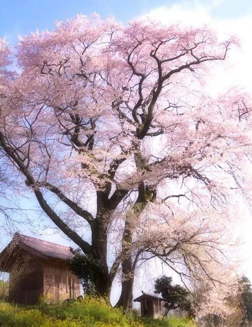 传来|太美了,世界照片今天终于传来,罕见至极,一睹为快