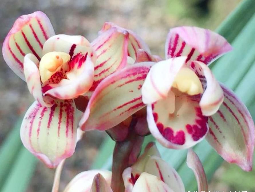  开花|建兰荷瓣新宠“七彩玲珑”，花色艳丽，香味扑鼻，开花后自带仙气