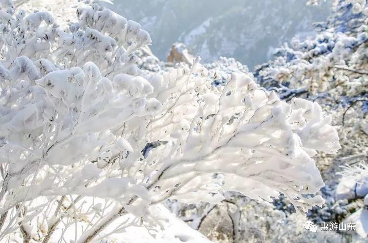 泰山银装素裹后石坞，雪松玉树赛仙境！