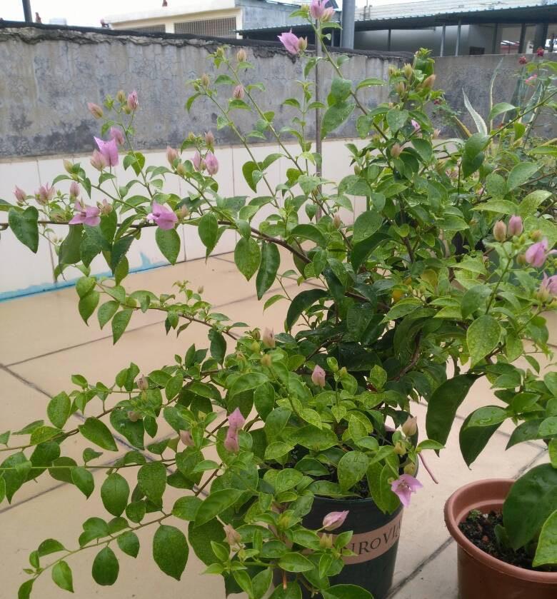 光照|又到了三角梅盛开的季节，做好3步，阳台也能养很好，照样爆花