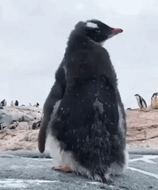 |搞笑笑话，动图：当模特真不容易啊！