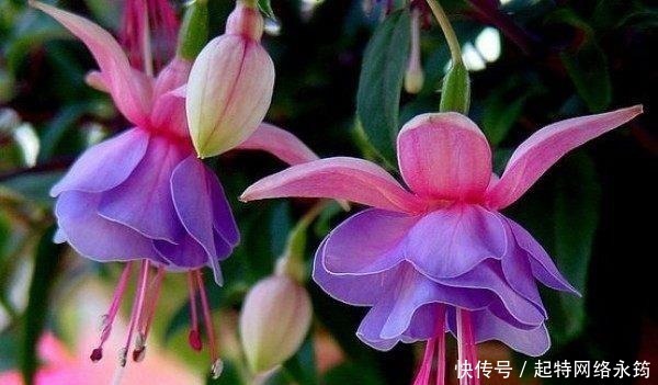 路边捡一把扔到花盆里，土壤肥的流油，根壮不腐烂，3年不用换土