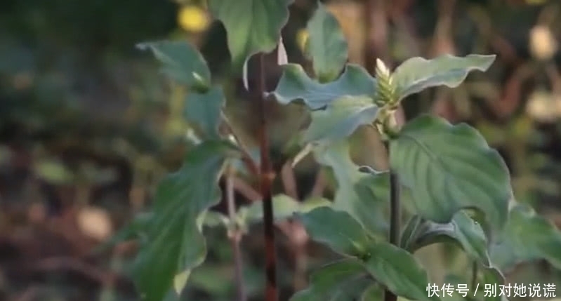 農(nóng)村這種野草,幾十年前是“豬飼料”如今一斤50元根莖成稀罕貨