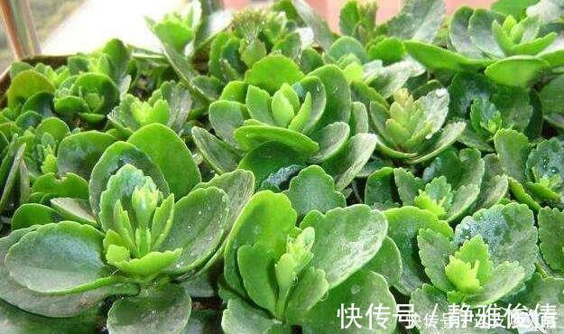 现在扦插此4种花,一周就长芽生根,一棵变多棵,成养花大户了
