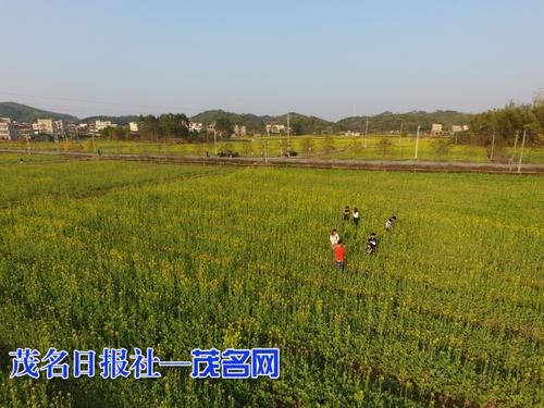 老年|【网络中国节?春节】高州沙田镇三百亩油菜花醉游人