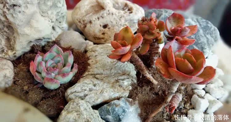 如莲似花,美好心情由你而始!