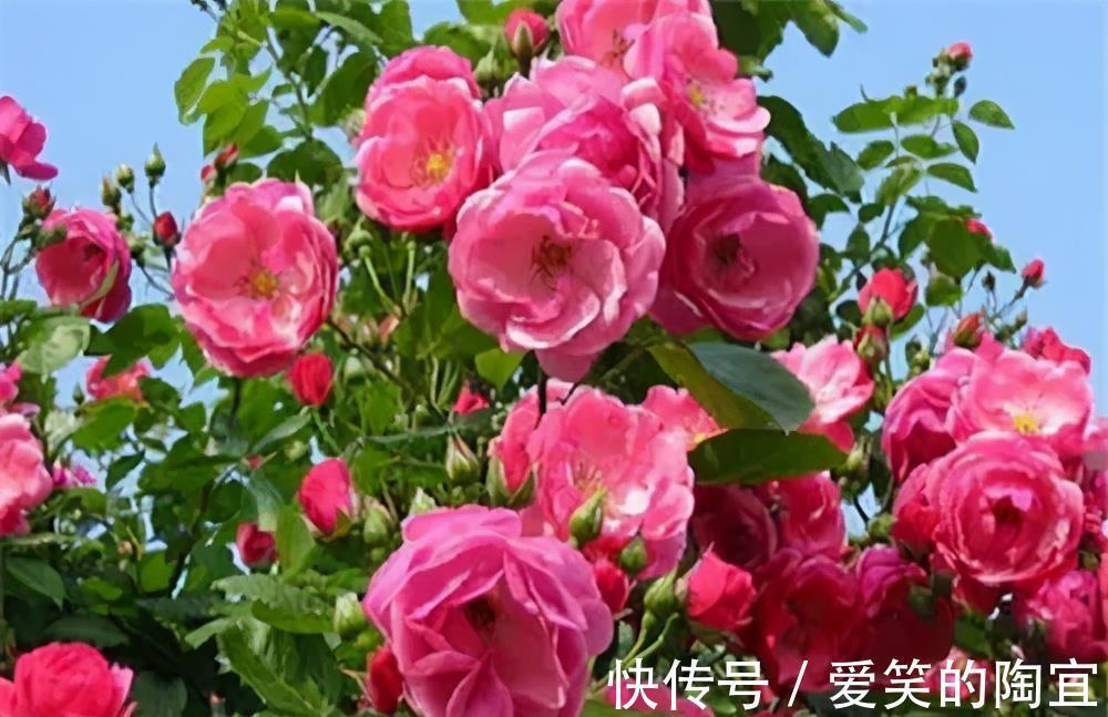 绯花玉|夏天养几盆“喜阳花”,花色艳丽开花多,皮实好养适合新手