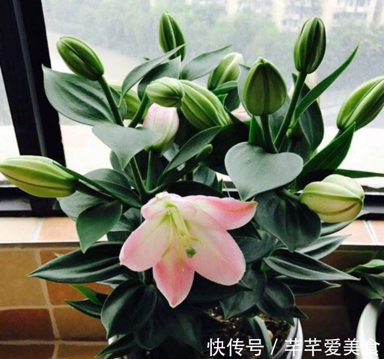 适合庭院养护的花卉,花姿妖娆,花开香飘溢满屋,一年四季都赏花
