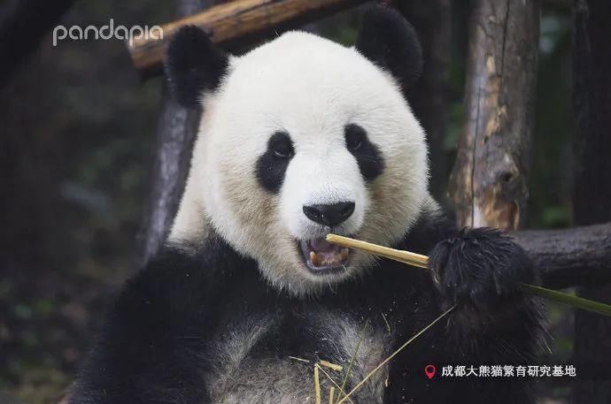  小龙女|当大熊猫遇上《神雕侠侣》