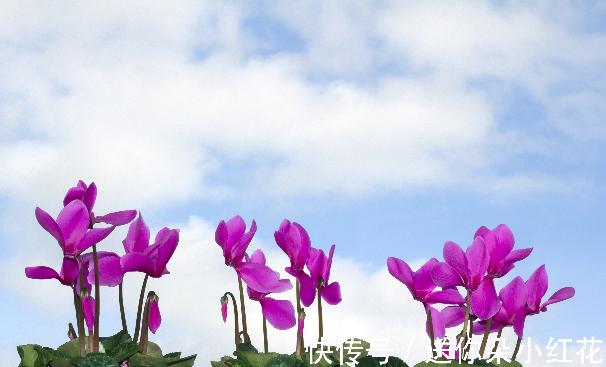 花草在精不在多！秋冬备齐这“3种”，每天都能有花欣赏