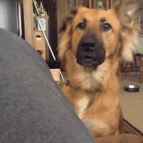 |搞笑GIF:这个伪装的太差了,我一看就知道是假的