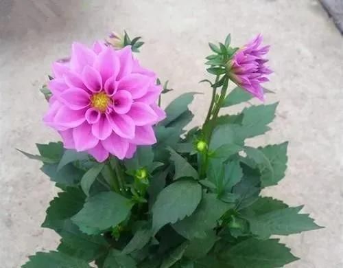 天竺葵|家里养“5种花”，要多“晒一晒”，根壮叶绿、开花不断