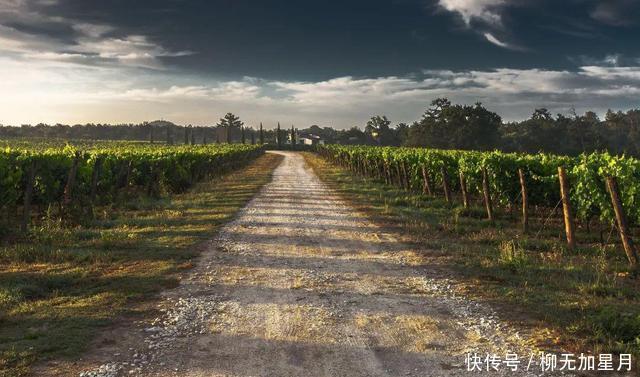 葡萄酒|标注“老藤”的葡萄酒,品质就一定高吗