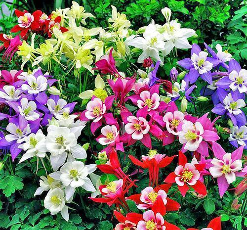 被名字耽误的8种花，好养好看开花惊艳，你最喜欢哪种？