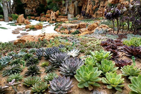 多肉夏天“整了容”，肉嘟嘟的叶片全萎蔫，教你几招，真好用