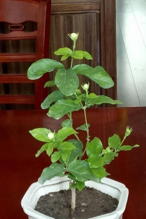 发黄|虎头茉莉花很怕冷,过冬有妙招,叶子翠绿不发黄