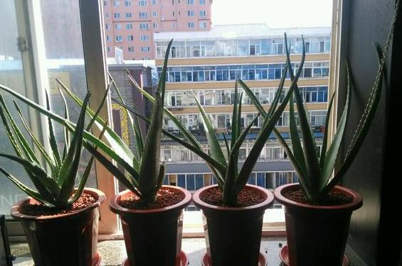 仙人球|5种“耐旱花”,浇水多了就烂根,特别是冬季,断水才能安稳度过