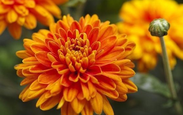 菊花这样养护，株型好看，开花数量多，还能净化空气，可多养几盆