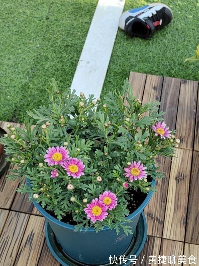 这两种花开过了，抓紧时间剪一剪，再等两个月又能开花