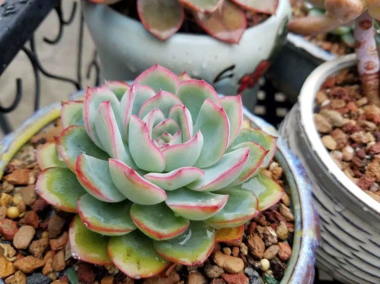 养肉三年,分享养肉经验,谈谈适合逆开挂区的多肉!