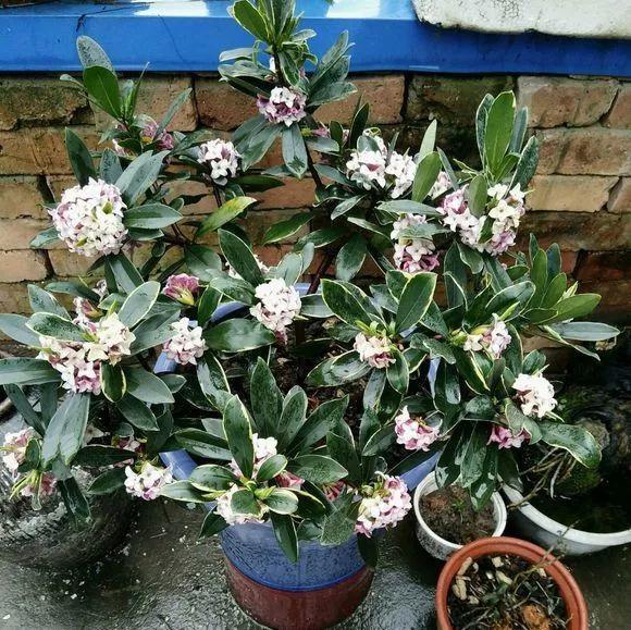 这花就得饿着养,盆越小、水越少,反倒长得更来劲!