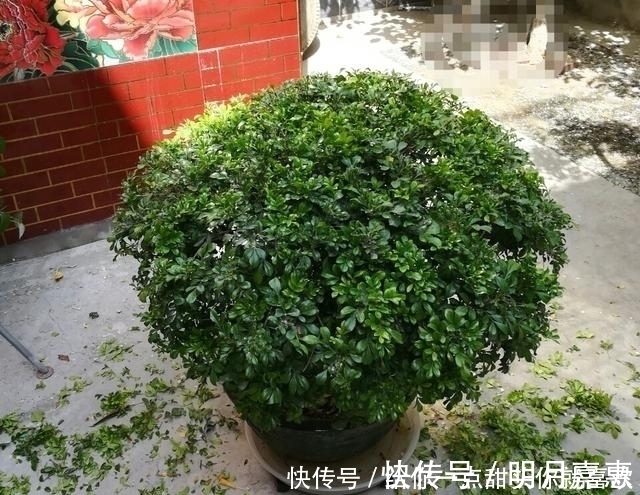 4种“香水花”,选一种养家里,晒晒太阳,满屋香水味,又香又美