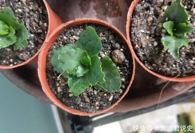 多菌灵|扦插最佳时期到了,有这花赶紧插,沾土就能活!