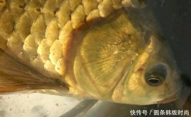 水域|鲫鱼,不受欢迎的原因有这三点,你知道吗