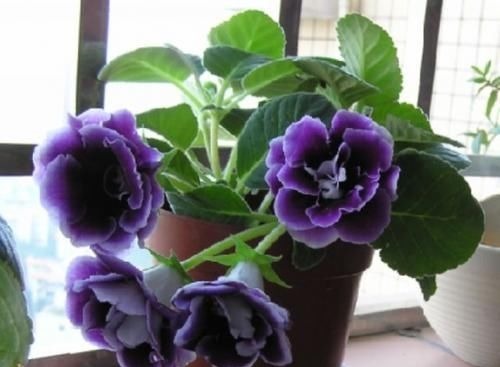 此花，特别喜阴，家里采光不好也能养，开花又大又鲜艳