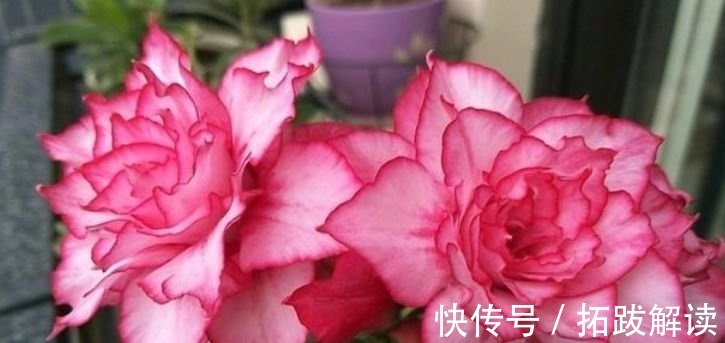 春花|此款花卉便宜又好养，丢到阳台，四季有花开，懒人最爱