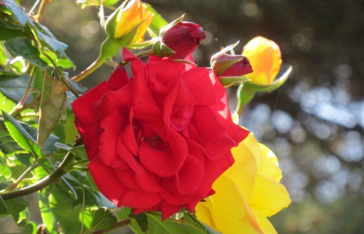 白卧龙|农历7月6号起,最适合养这些花,开花勤爱爆盆,绚丽夺目