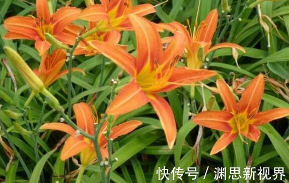 超美|家里养什么试试“它”花语难忘的爱，开花120天，超美