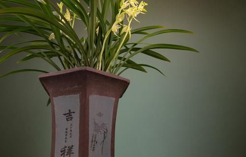 养殖兰花时，谨记僵苗的6个原因和救治办法，解决好了，苗壮芽旺