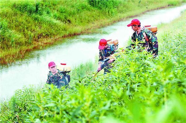 开花很漂亮,繁殖速度却很快,一株可产数万种子,被列“黑名单”