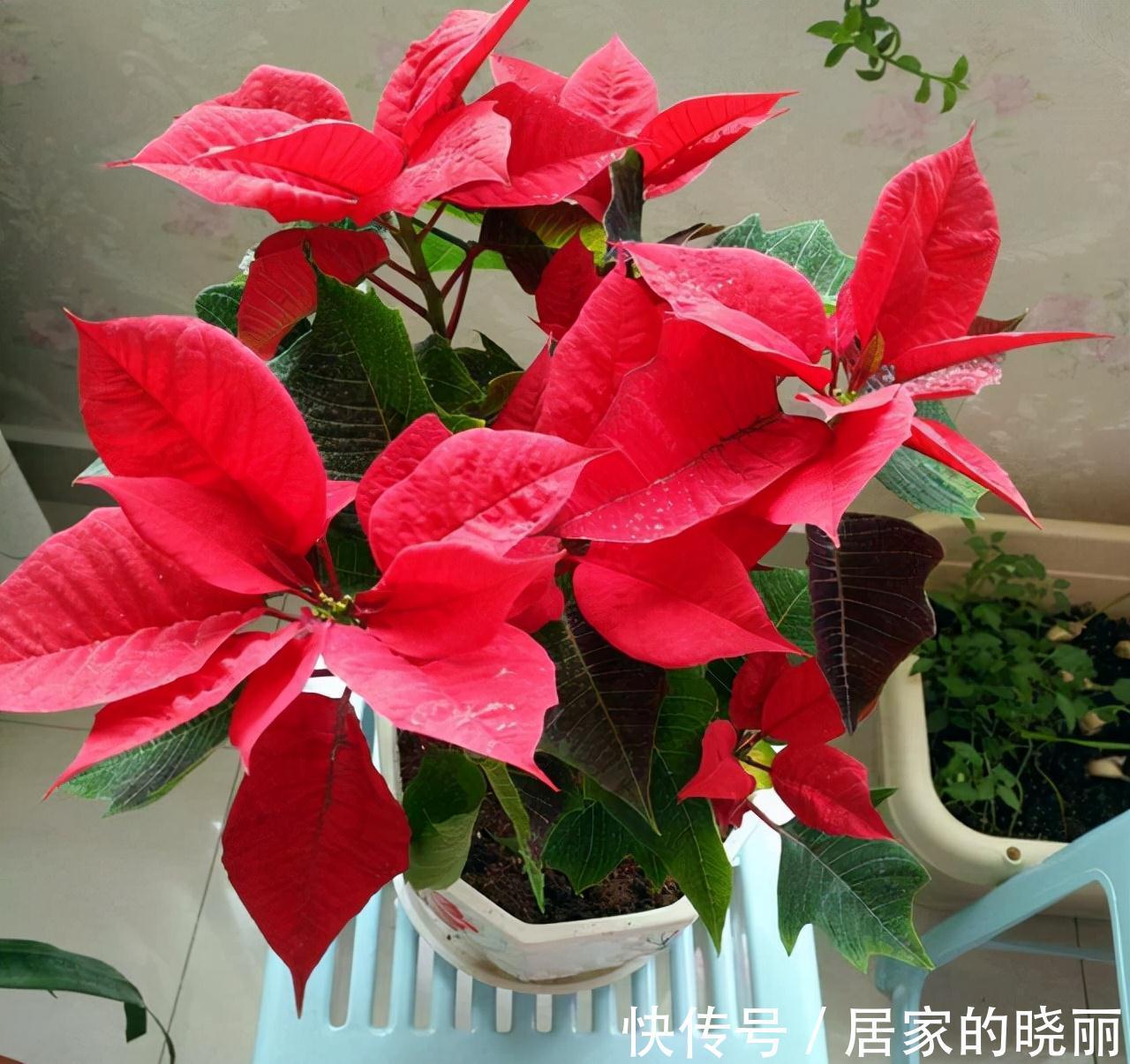 越漂亮的花越“有毒”！快来认识这12种大毒花，涨“知识”不吃亏