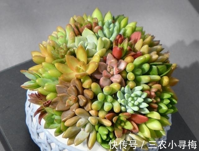 多肉|新手怎么种多肉